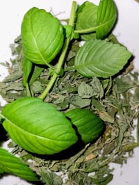 Image 4 of Non GMO Holy Basil