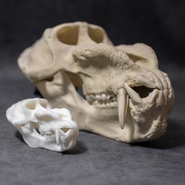 Image of Mini Mandrill Skull 4 Inch (3D Resin Print)