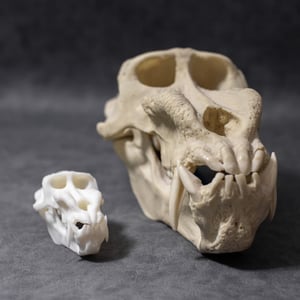 Image of Mini Mandrill Skull 4 Inch (REPLICA)