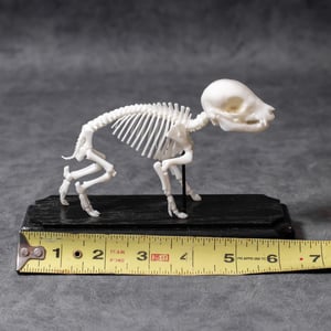 Image of Mini Piglet Skeleton 5 Inch (REPLICA)