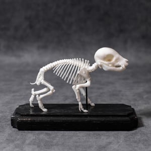 Image of Mini Piglet Skeleton 5 Inch (3D Resin Print)
