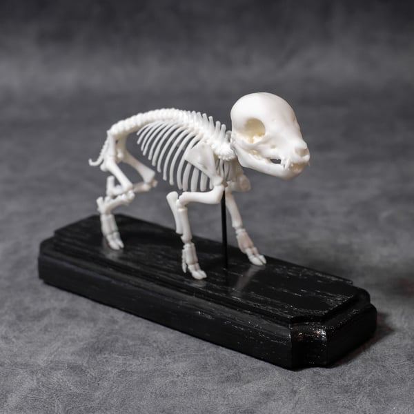 Image of Mini Piglet Skeleton 5 Inch (3D Resin Print)