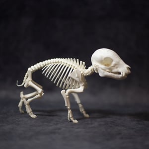 Image of Mini Piglet Skeleton 5 Inch (REPLICA)