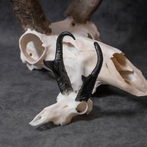 Image of Mini Pronghorn Skull 4 Inch (Resin Print)