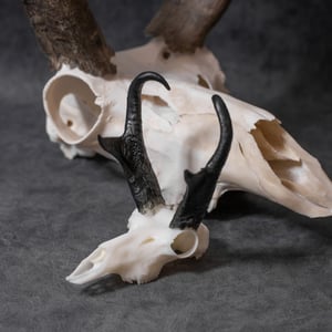 Image of Mini Pronghorn Skull 4 Inch (REPLICA)