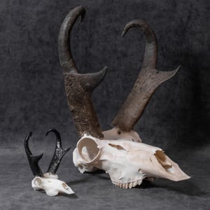 Image of Mini Pronghorn Skull 4 Inch (REPLICA)