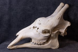 Image of Male Giraffe Skull HUGGEEE!!
