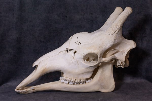 Image of Male Giraffe Skull HUGGEEE!!