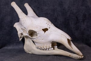 Image of Male Giraffe Skull HUGGEEE!!