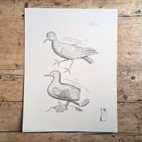 Image 5 of Large Portrait Bird Prints 