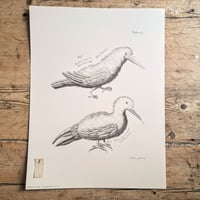 Image 2 of Large Portrait Bird Prints 