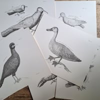 Image 1 of Large Portrait Bird Prints 