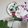 Monstera Albo