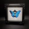 Morpho Adonis Butterfly - White