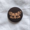 Sphinx moth