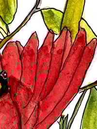 Image 4 of Cardinal bird on the river,  original fine art bird watercolor