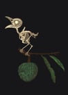 Undead Magpie on a Sweetsop Branch 5 X 7 Giclée Print