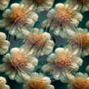 Chrysanthemum 2
