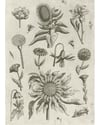 ''Sunflower and other flowers'' (1570 - 1618)