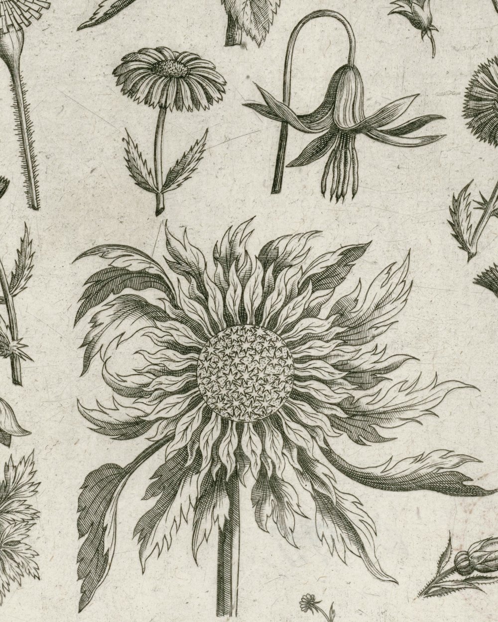 ''Sunflower and other flowers'' (1570 - 1618)