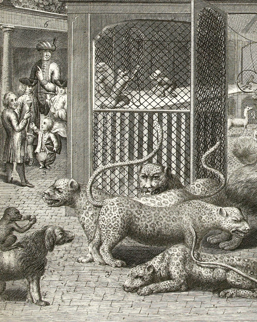 ''The Blaauw Jan Wild animal collection''  (1751)