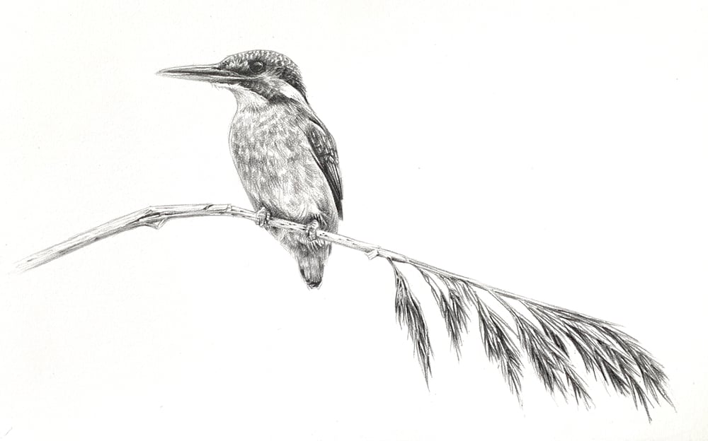 Image of 'Kingfisher Study' Original Graphite Drawing
