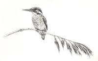 Image 1 of 'Kingfisher Study' Original Graphite Drawing