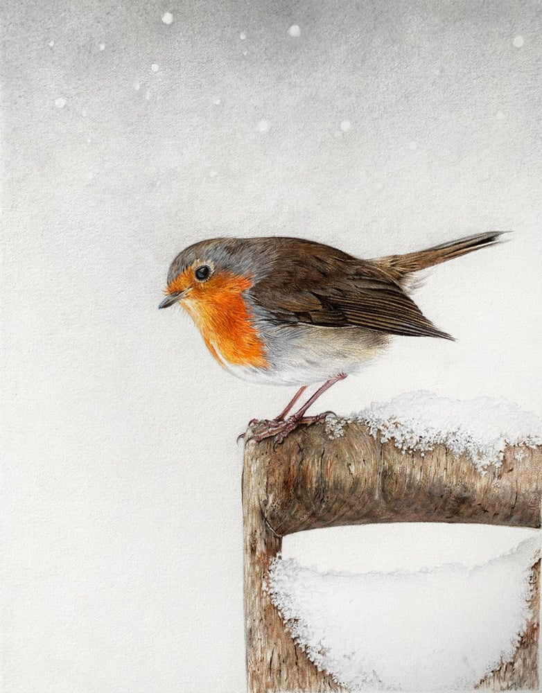 Image of 'Winter Robin' Framed Print