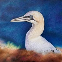 Image 1 of 'Gannet' Framed Original Drawing