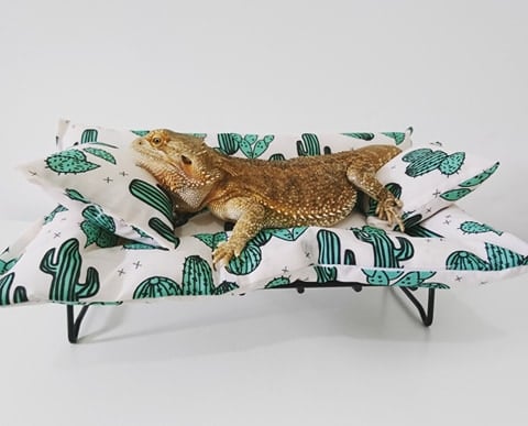 Image of Lizard lounger 