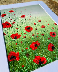 Image 3 of 'Poppy Meadow''