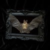 Real Taxidermy Bat - Black Ornate Frame