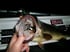 ZEAL Arai-Kun Bud (BC - Bass Color) Image 4