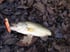ZEAL Uncanny Chap 5/8 oz (Blue AYU) 2 HOOK VER. Image 4