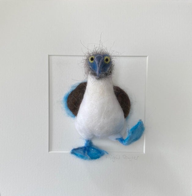 Image of Nigel the Blue Footed Booby Bird