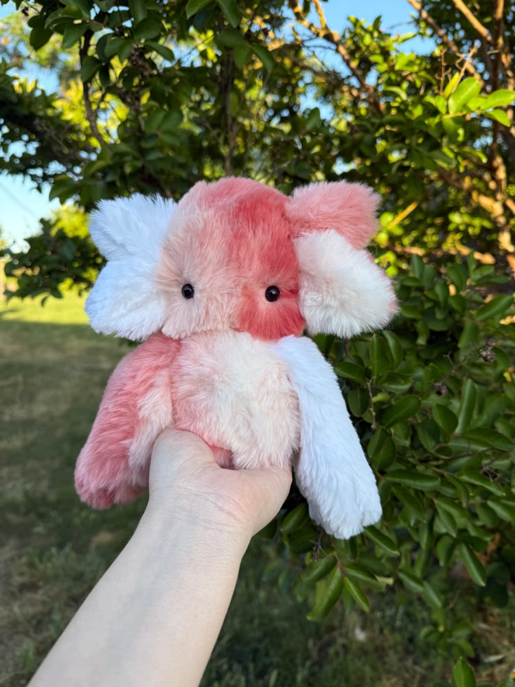 Image of peachy dweller
