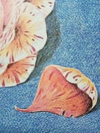 Image 4 of NATURE MORTE