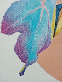 Image 2 of FICUS CARICA