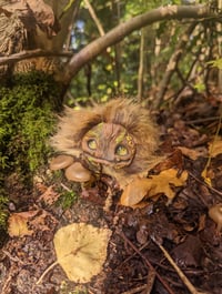 Image 2 of Longhaired Munchroller