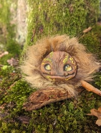 Image 5 of Longhaired Munchroller