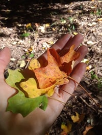 CLASS RECORDING • From Fruit to Seed :: Seasonal Herbalism for Grief & Praise • 3 PART SERIES