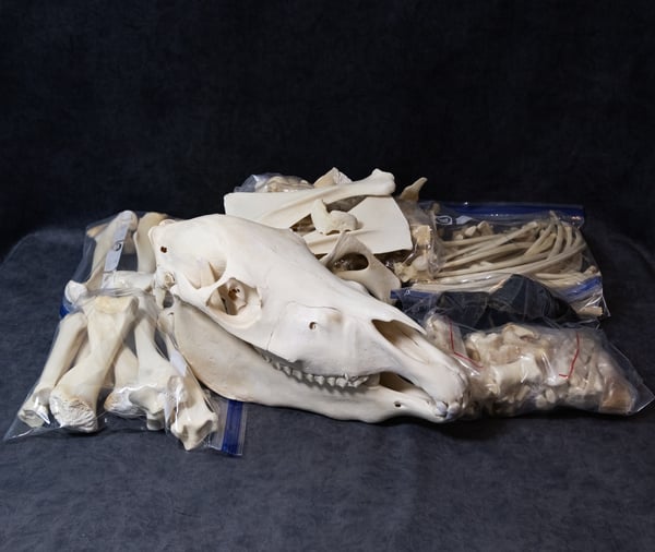 Image of Pony Skeleton (Disarticulated)
