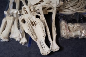 Image of Pony Skeleton (Disarticulated)