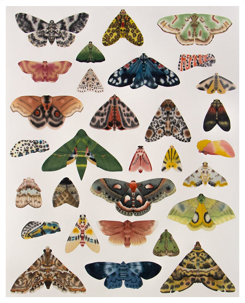 Matthew Palladino, "Moth Studies." 