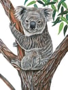 Koala | fine art print
