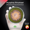 Purpline Pinwheel (Marasmius Purpureostriatus) Live Mycelium Mushroom Culture Spawn Seed