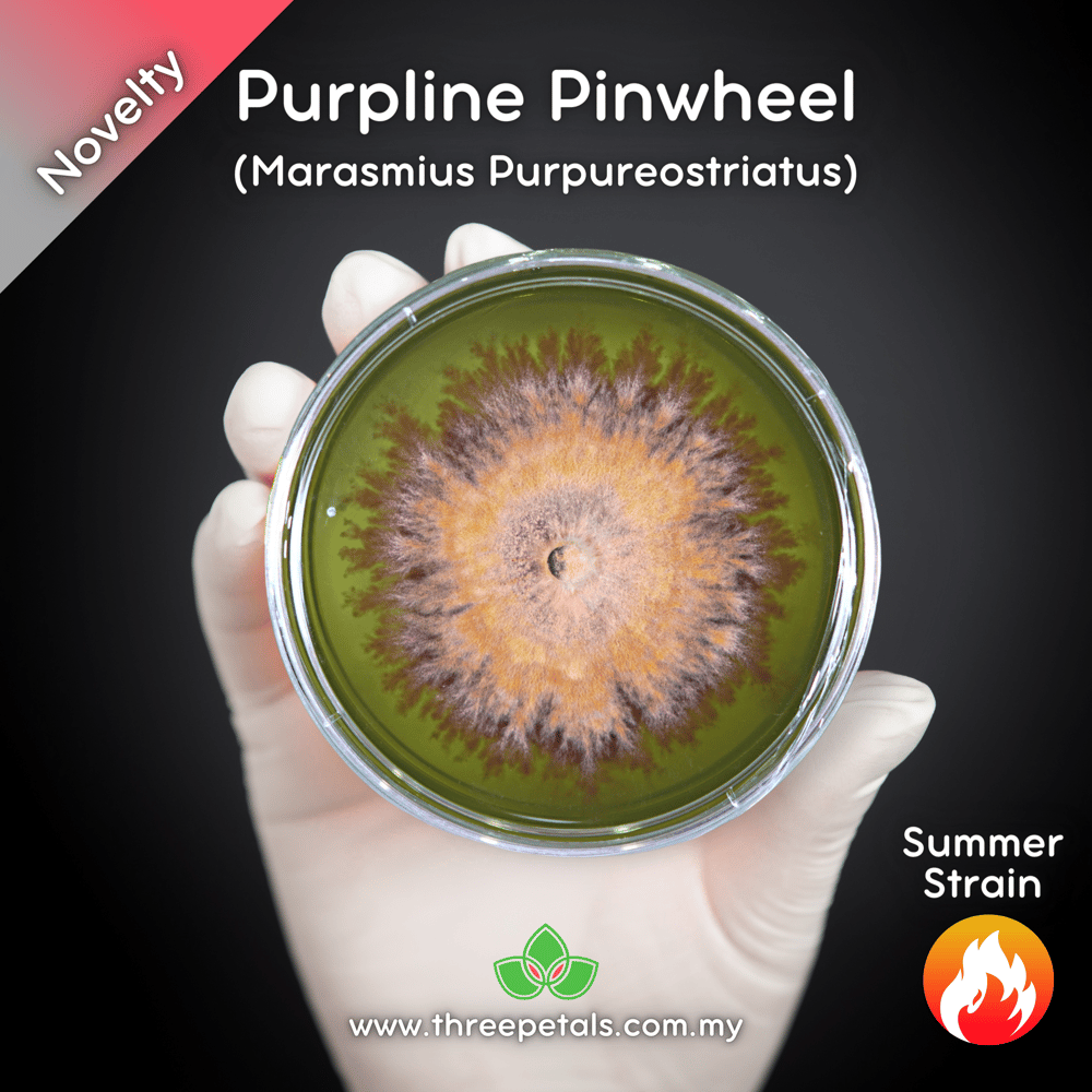 Purpline Pinwheel (Marasmius Purpureostriatus) Live Mycelium Mushroom Culture Spawn Seed