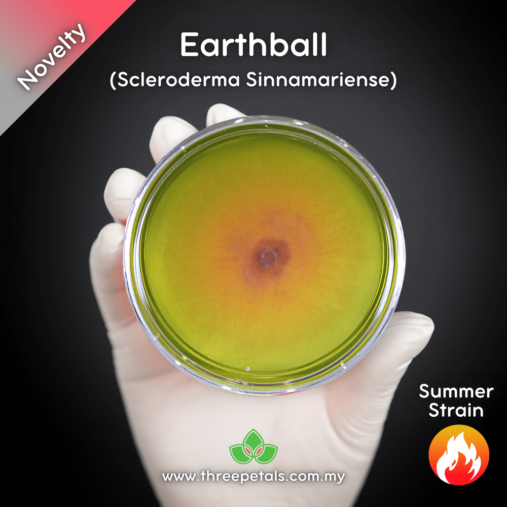 Earthball (Scleroderma Sinnamariense) Live Mycelium Mushroom Culture Spawn Seed