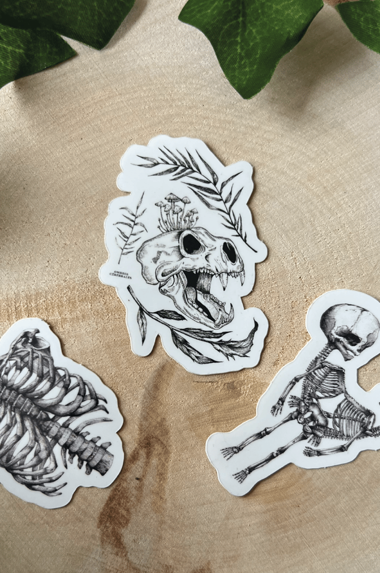 Lot de 3 Stickers "CURIOSITÉS" Image 3