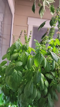 Image 1 of Non GMO Holy Basil Seeds 